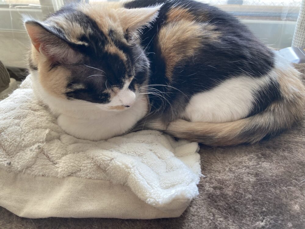 湯たんぽとホットカーペットで眠る猫